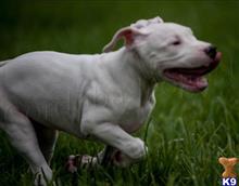 dogo argentino puppy posted by Cordoba Dogos